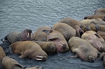 Исследование популяции атлантического моржа